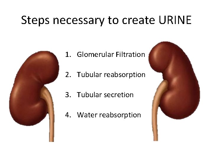 Steps necessary to create URINE 1. Glomerular Filtration 2. Tubular reabsorption 3. Tubular secretion