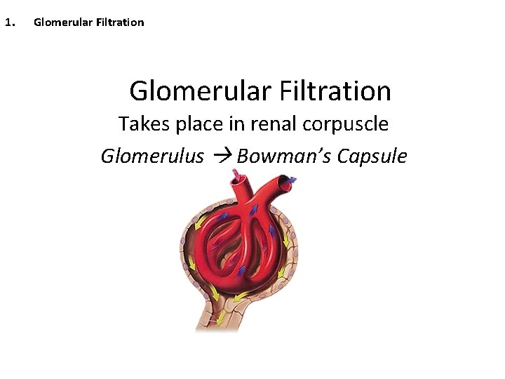 1. Glomerular Filtration Takes place in renal corpuscle Glomerulus Bowman’s Capsule 