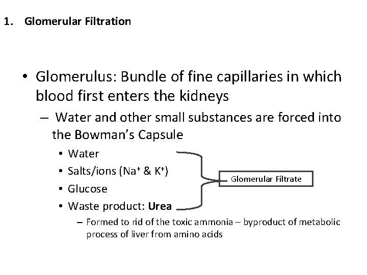 1. Glomerular Filtration • Glomerulus: Bundle of fine capillaries in which blood first enters