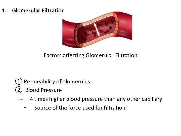 1. Glomerular Filtration Factors affecting Glomerular Filtration ① Permeability of glomerulus ② Blood Pressure