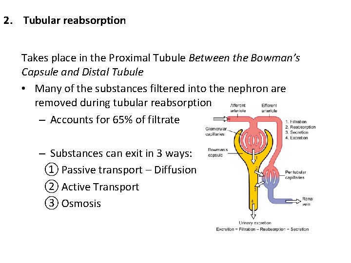 2. Tubular reabsorption Takes place in the Proximal Tubule Between the Bowman’s Capsule and