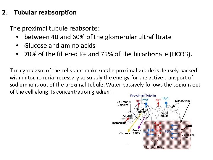 2. Tubular reabsorption The proximal tubule reabsorbs: • between 40 and 60% of the