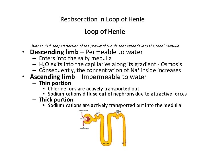 Reabsorption in Loop of Henle Thinner, “U” shaped portion of the proximal tubule that