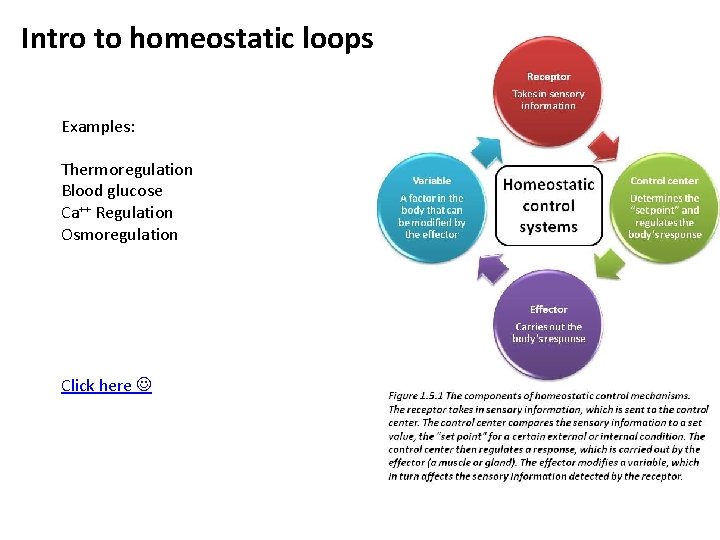 Intro to homeostatic loops Examples: Thermoregulation Blood glucose Ca++ Regulation Osmoregulation Click here 