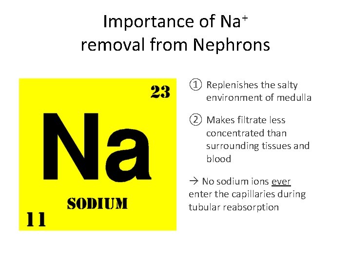 Importance of Na+ removal from Nephrons ① Replenishes the salty environment of medulla ②