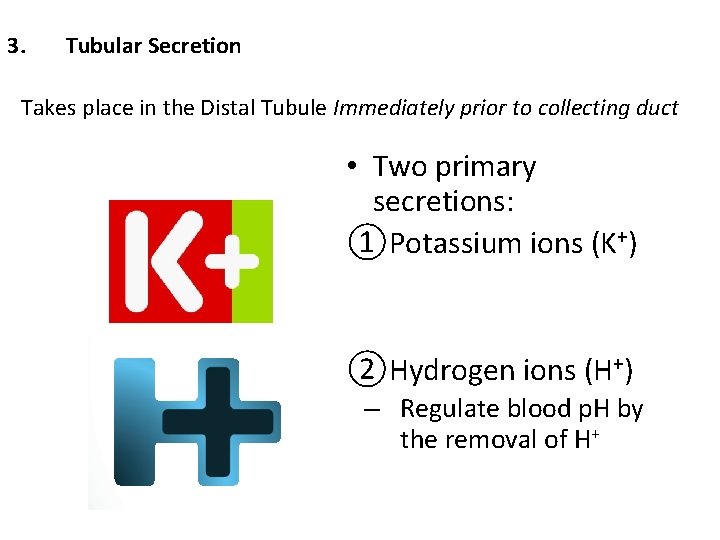 3. Tubular Secretion Takes place in the Distal Tubule Immediately prior to collecting duct