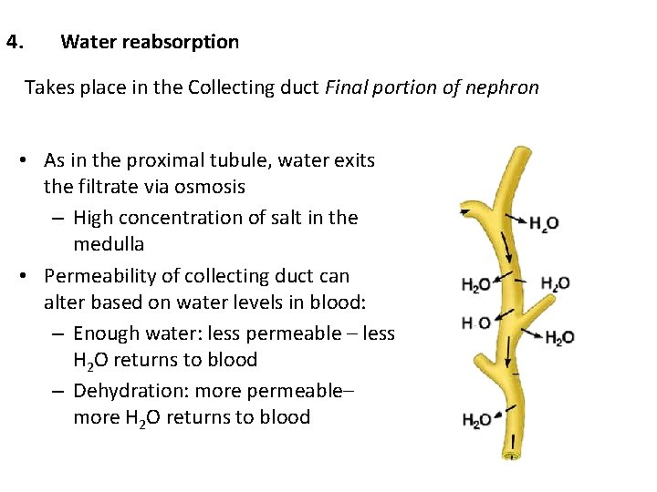 4. Water reabsorption Takes place in the Collecting duct Final portion of nephron •
