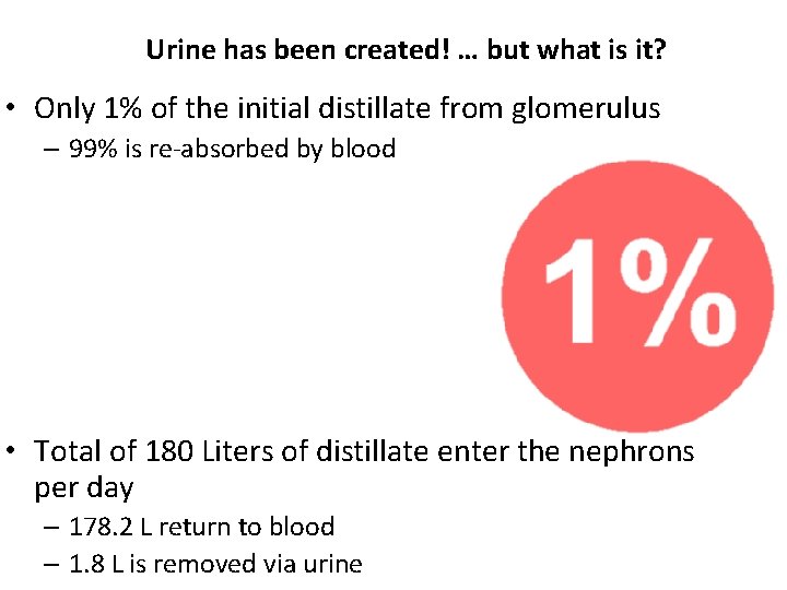 Urine has been created! … but what is it? • Only 1% of the