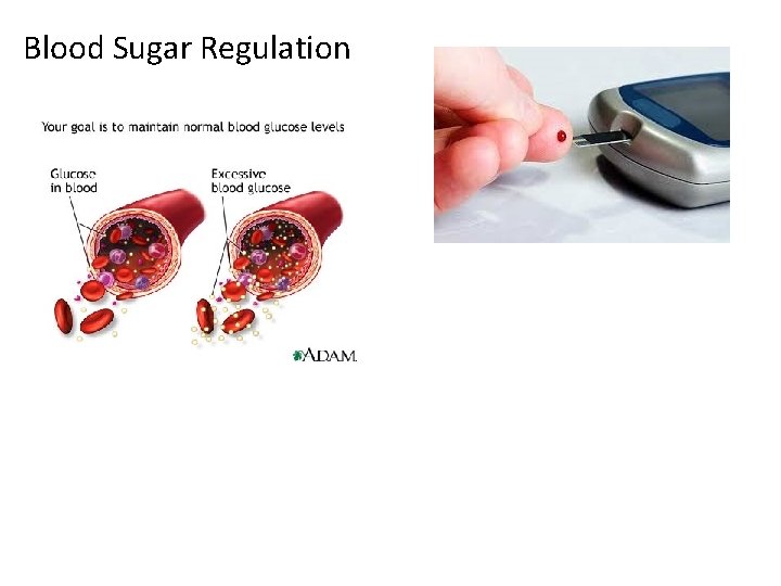 Blood Sugar Regulation 