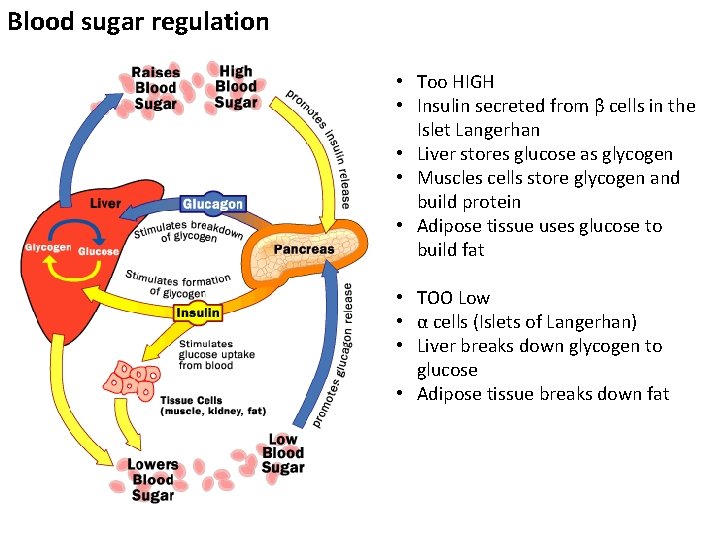 Blood sugar regulation • Too HIGH • Insulin secreted from β cells in the