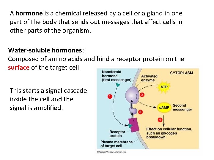 A hormone is a chemical released by a cell or a gland in one