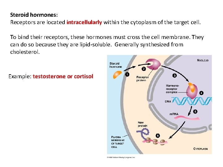 Steroid hormones: Receptors are located intracellularly within the cytoplasm of the target cell. To