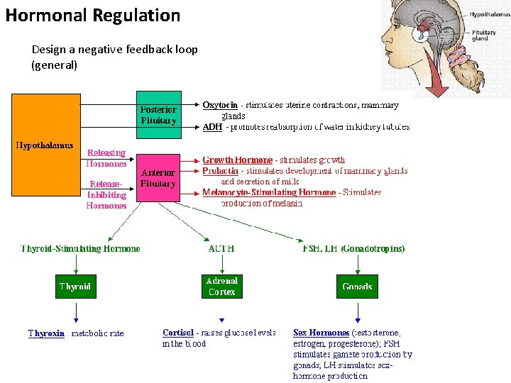 Hormonal Regulation Design a negative feedback loop (general) 