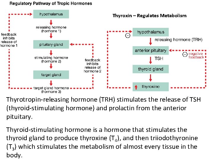 Thyroxin – Regulates Metabolism Thyrotropin-releasing hormone (TRH) stimulates the release of TSH (thyroid-stimulating hormone)