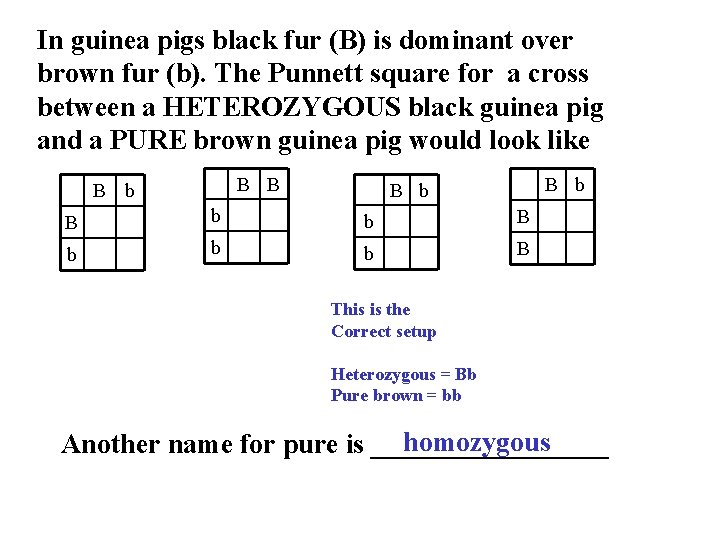 In guinea pigs black fur (B) is dominant over brown fur (b). The Punnett