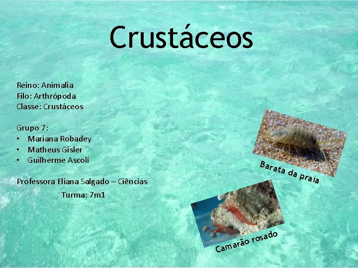 Reino: Crustáceos Reino: Animalia Filo: Arthrópoda Classe: Crustáceos Grupo 7: • Mariana Robadey •