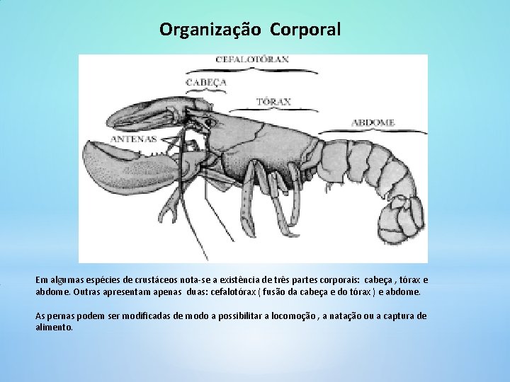 Organização Corporal Em algumas espécies de crustáceos nota-se a existência de três partes corporais: