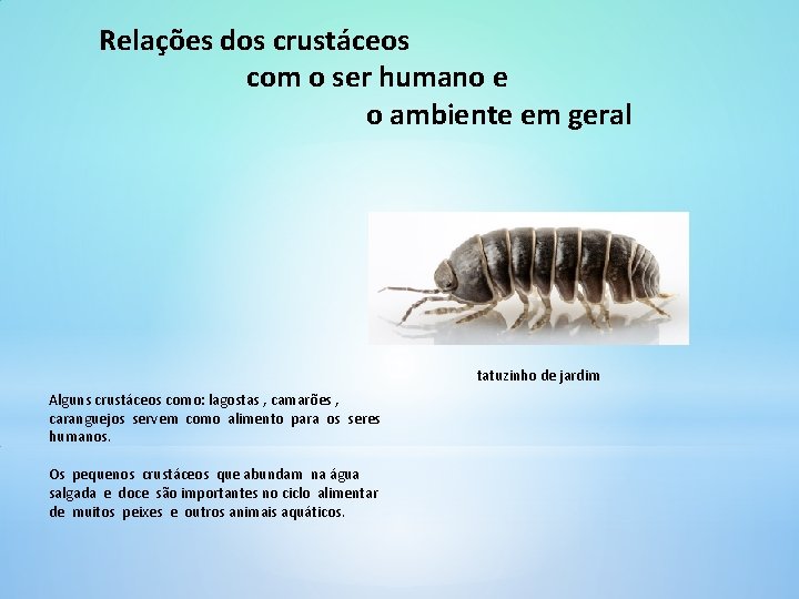 Relações dos crustáceos com o ser humano e o ambiente em geral tatuzinho de Relações dos crustáceos com o ser humano e o ambiente em geral tatuzinho de