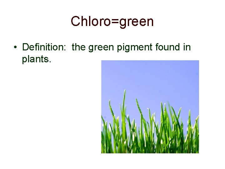 Chloro=green • Definition: the green pigment found in plants. 