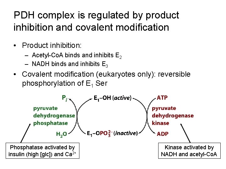 PDH complex is regulated by product inhibition and covalent modification • Product inhibition: – PDH complex is regulated by product inhibition and covalent modification • Product inhibition: –
