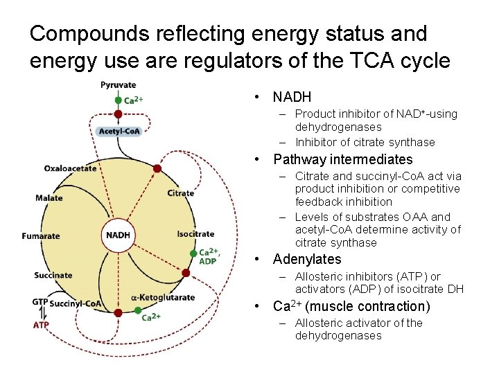 Compounds reflecting energy status and energy use are regulators of the TCA cycle • Compounds reflecting energy status and energy use are regulators of the TCA cycle •