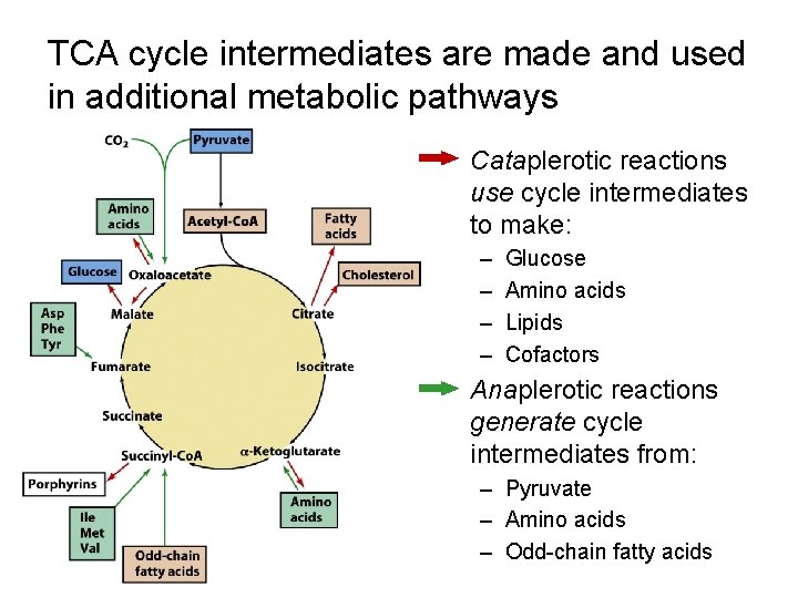 TCA cycle intermediates are made and used in additional metabolic pathways • Cataplerotic reactions TCA cycle intermediates are made and used in additional metabolic pathways • Cataplerotic reactions