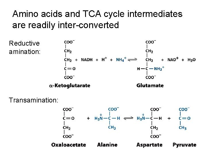 Amino acids and TCA cycle intermediates are readily inter-converted Reductive amination: Transamination: Amino acids and TCA cycle intermediates are readily inter-converted Reductive amination: Transamination: