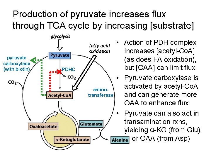 Production of pyruvate increases flux through TCA cycle by increasing [substrate] fatty acid oxidation
