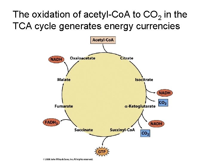 The oxidation of acetyl-Co. A to CO 2 in the TCA cycle generates energy The oxidation of acetyl-Co. A to CO 2 in the TCA cycle generates energy