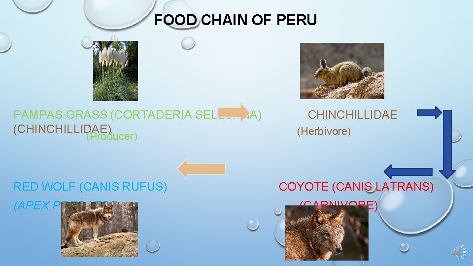 FOOD CHAIN OF PERU PAMPAS GRASS (CORTADERIA SELLOANA) (CHINCHILLIDAE) (Producer) RED WOLF (CANIS RUFUS)