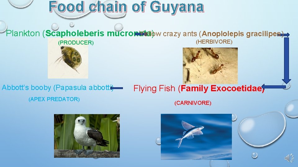 Food chain of Guyana Plankton (Scapholeberis mucronata) Yellow crazy ants (Anoplolepis gracilipes) (PRODUCER) Abbott’s