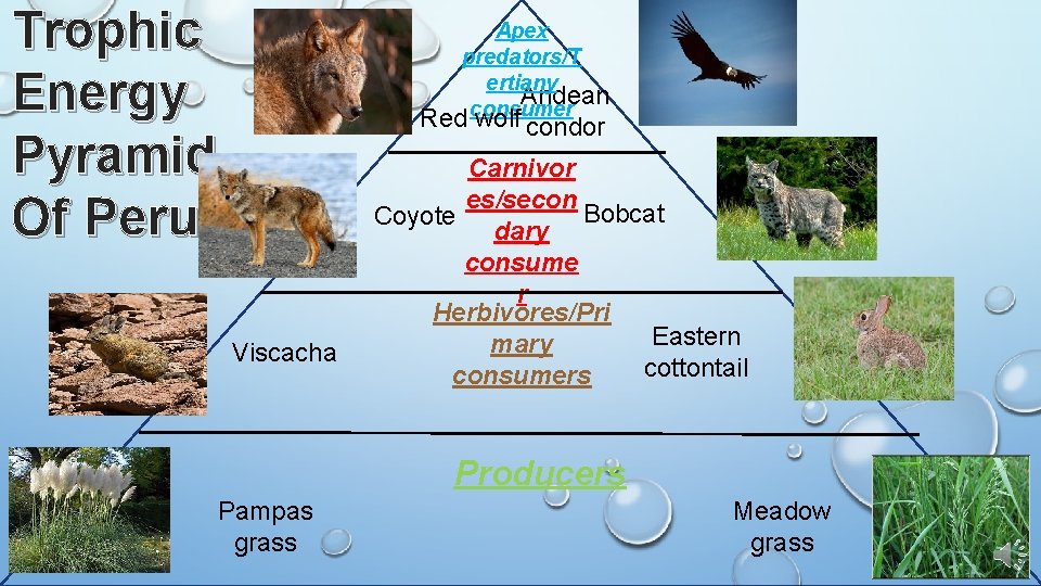 Trophic Energy Pyramid Of Peru Apex predators/T ertiany Andean consumer Red wolf condor Viscacha