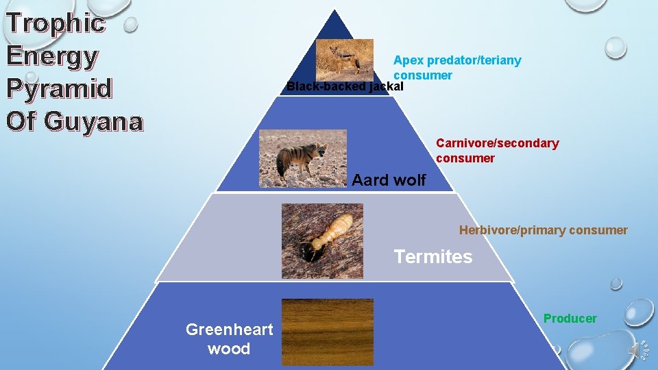 Trophic Energy Pyramid Of Guyana Apex predator/teriany consumer Black-backed jackal Carnivore/secondary consumer Aard wolf