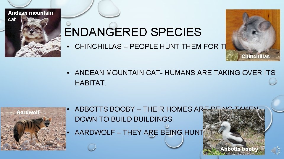 Andean mountain cat ENDANGERED SPECIES • CHINCHILLAS – PEOPLE HUNT THEM FOR THEIR FUR.