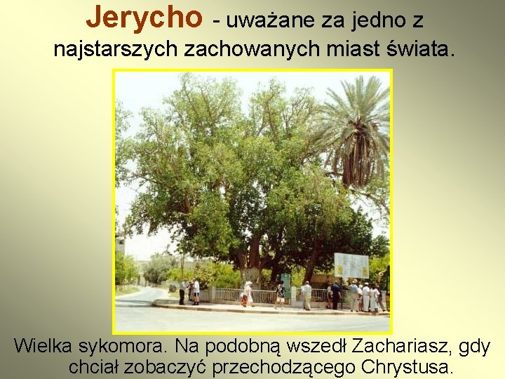 Jerycho - uważane za jedno z najstarszych zachowanych miast świata. Wielka sykomora. Na podobną Jerycho - uważane za jedno z najstarszych zachowanych miast świata. Wielka sykomora. Na podobną