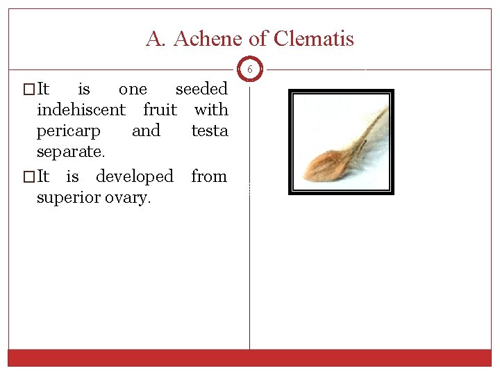 Morphology of Fruits PRESENTED BY GHANSHYAM R PARMAR