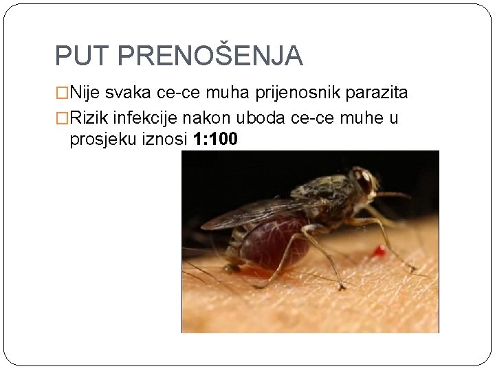 PUT PRENOŠENJA �Nije svaka ce-ce muha prijenosnik parazita �Rizik infekcije nakon uboda ce-ce muhe