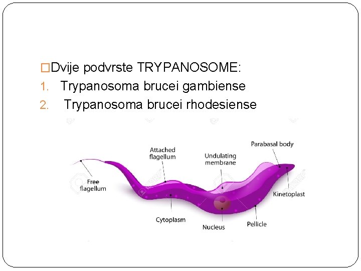 �Dvije podvrste TRYPANOSOME: 1. Trypanosoma brucei gambiense 2. Trypanosoma brucei rhodesiense 