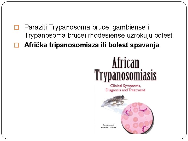 � Paraziti Trypanosoma brucei gambiense i Trypanosoma brucei rhodesiense uzrokuju bolest: � Afrička tripanosomiaza