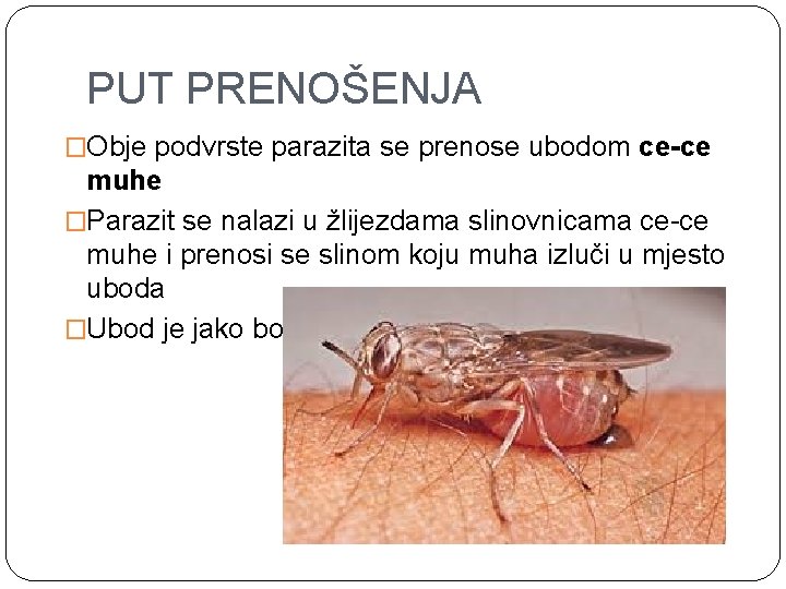 PUT PRENOŠENJA �Obje podvrste parazita se prenose ubodom ce-ce muhe �Parazit se nalazi u