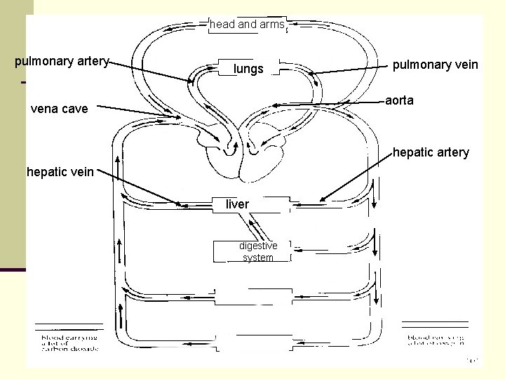 head and arms pulmonary artery lungs pulmonary vein aorta vena cave hepatic artery hepatic head and arms pulmonary artery lungs pulmonary vein aorta vena cave hepatic artery hepatic