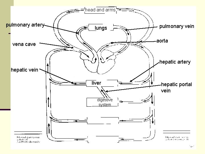 head and arms pulmonary artery lungs pulmonary vein aorta vena cave hepatic artery hepatic head and arms pulmonary artery lungs pulmonary vein aorta vena cave hepatic artery hepatic