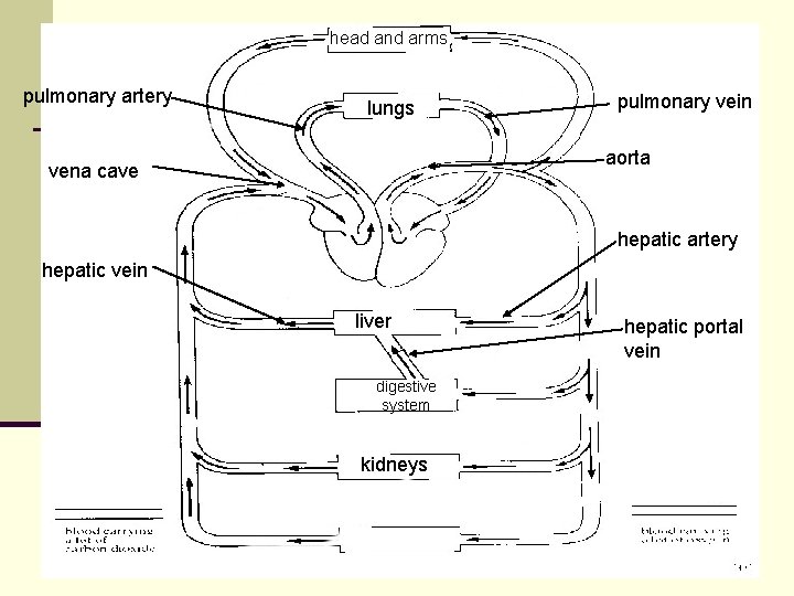 head and arms pulmonary artery lungs pulmonary vein aorta vena cave hepatic artery hepatic head and arms pulmonary artery lungs pulmonary vein aorta vena cave hepatic artery hepatic