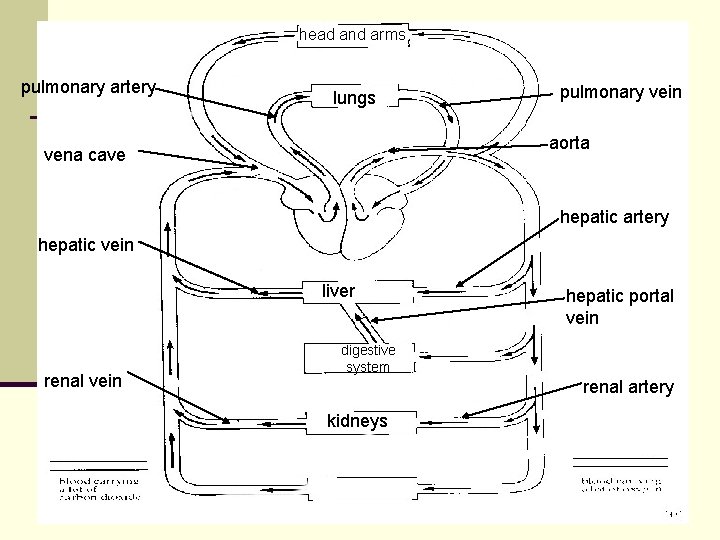 head and arms pulmonary artery lungs pulmonary vein aorta vena cave hepatic artery hepatic head and arms pulmonary artery lungs pulmonary vein aorta vena cave hepatic artery hepatic