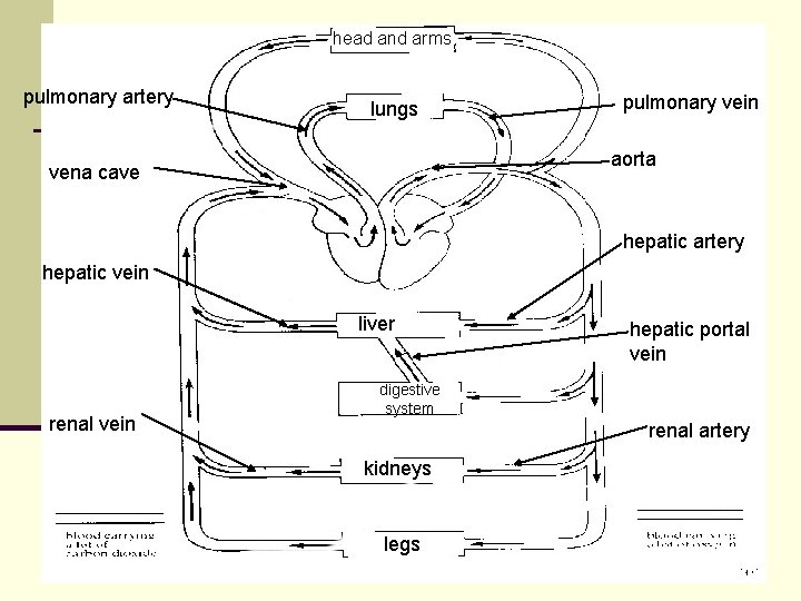 head and arms pulmonary artery lungs pulmonary vein aorta vena cave hepatic artery hepatic head and arms pulmonary artery lungs pulmonary vein aorta vena cave hepatic artery hepatic