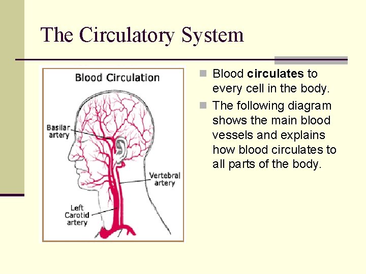 The Circulatory System n Blood circulates to every cell in the body. n The The Circulatory System n Blood circulates to every cell in the body. n The
