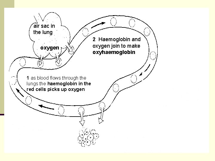 air sac in the lung oxygen 1 as blood flows through the lungs the air sac in the lung oxygen 1 as blood flows through the lungs the