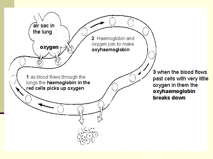 air sac in the lung oxygen 1 as blood flows through the lungs the air sac in the lung oxygen 1 as blood flows through the lungs the