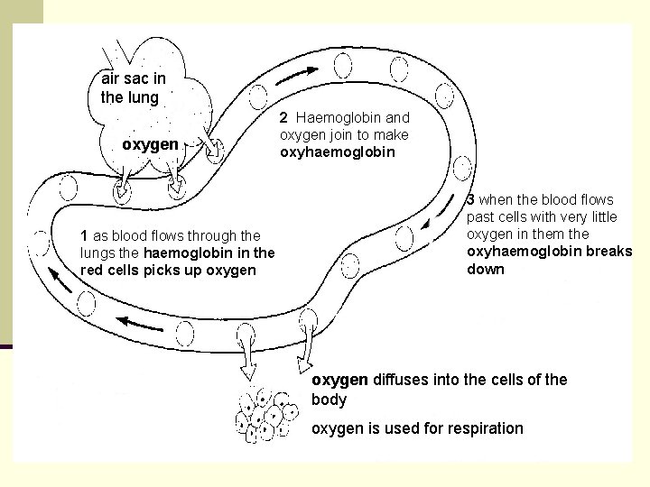 air sac in the lung oxygen 1 as blood flows through the lungs the air sac in the lung oxygen 1 as blood flows through the lungs the