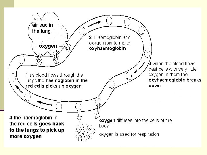 air sac in the lung oxygen 1 as blood flows through the lungs the air sac in the lung oxygen 1 as blood flows through the lungs the
